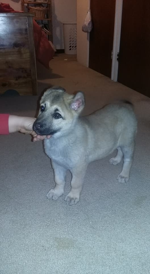 shepherd puppy