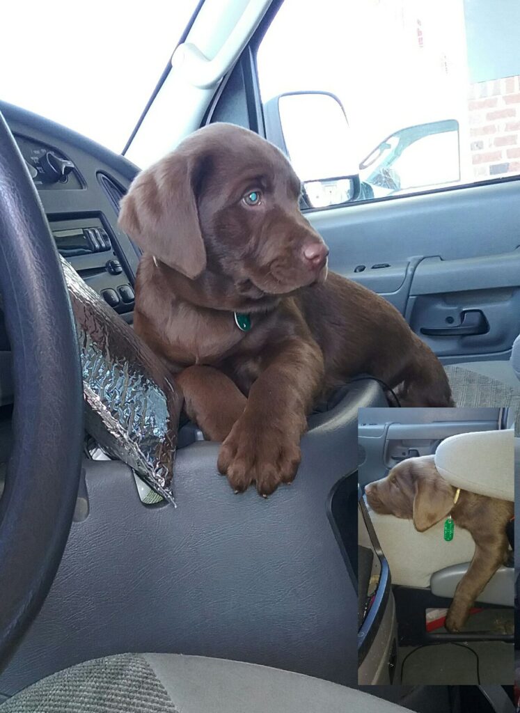 chocolate lab puppy