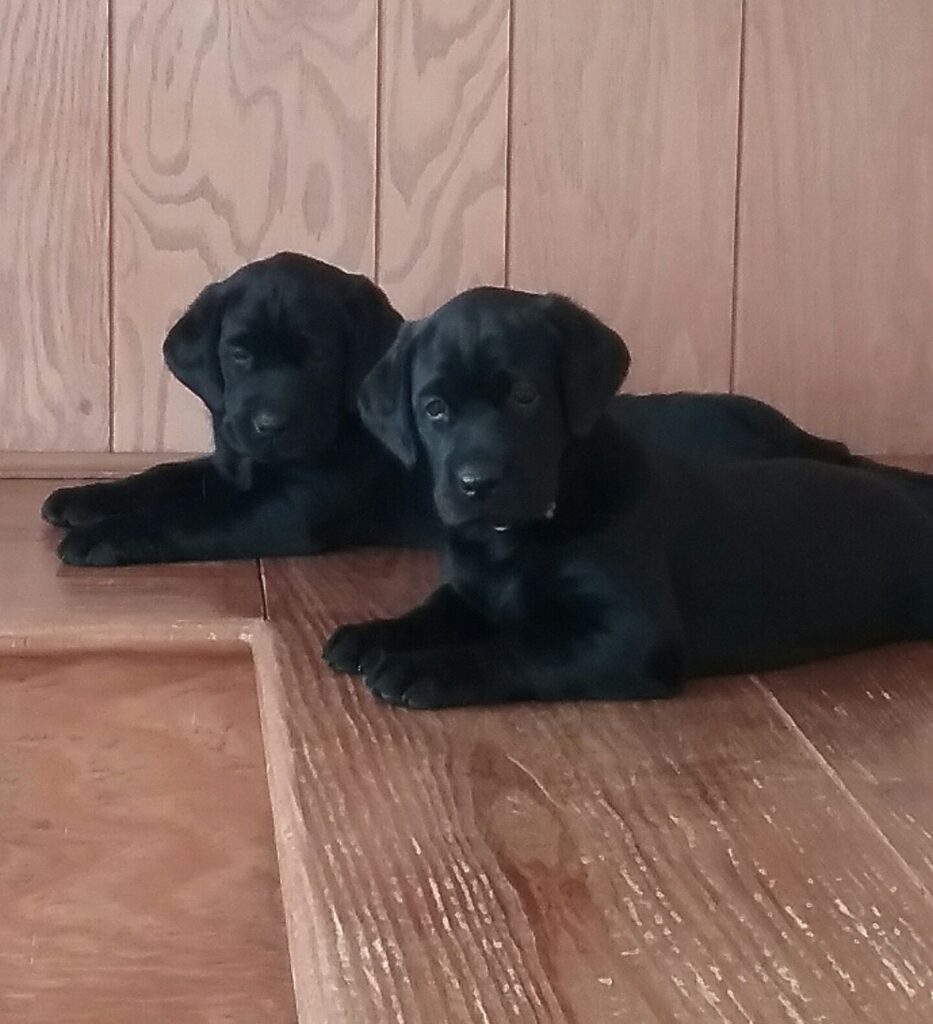 black labrador puppies