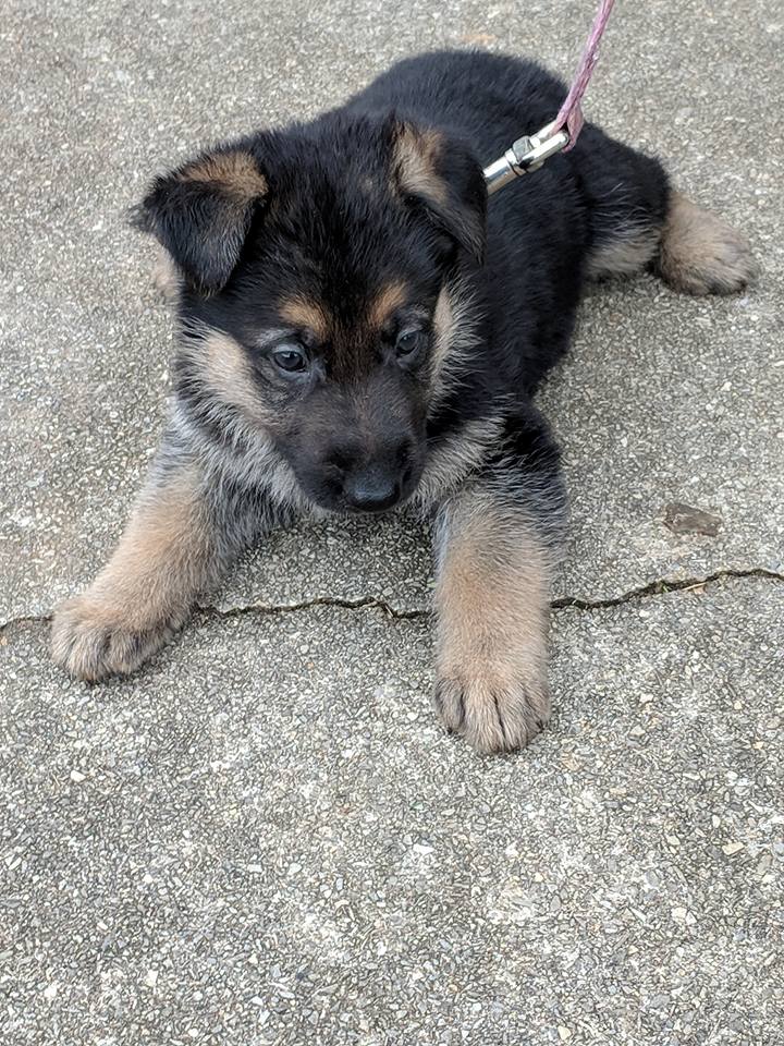german shepherd puppy