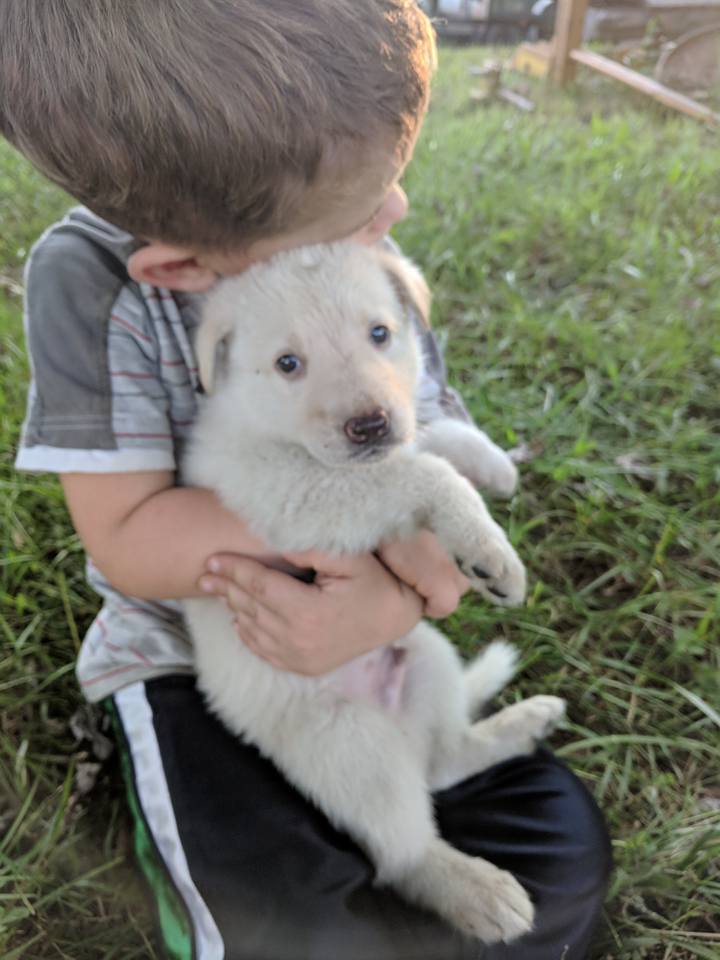 Puppies For Sale