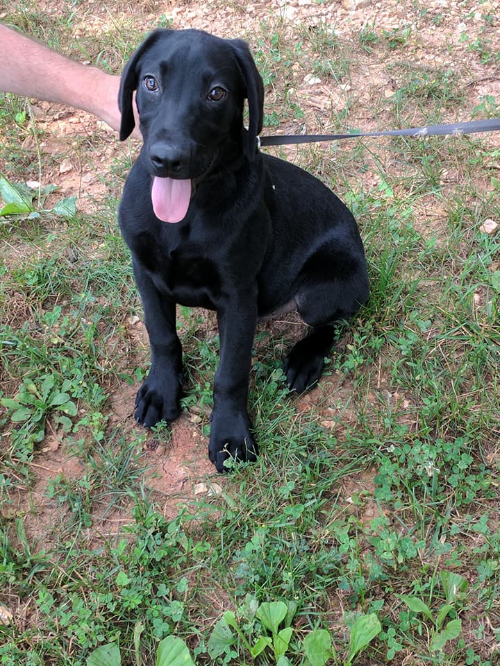 labrador retriever