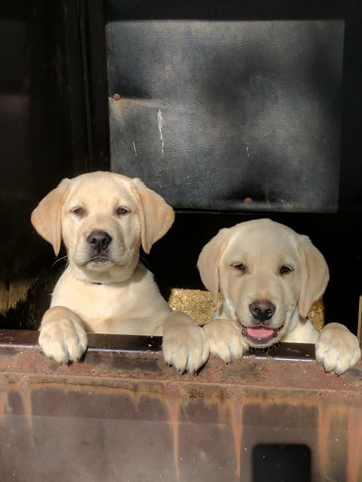 yellow lab puppies