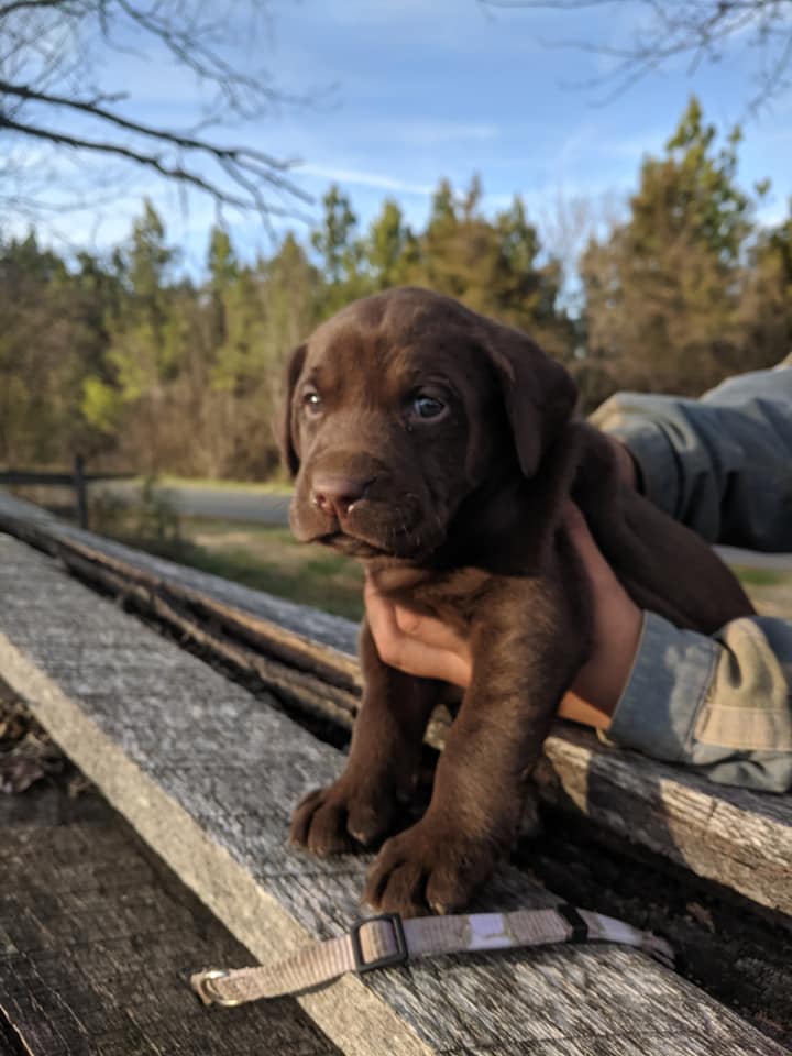 labrador puppy