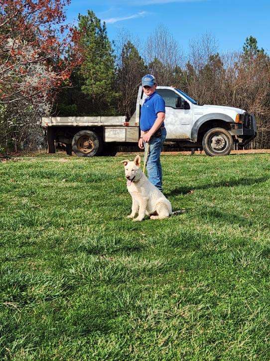 german shepherd