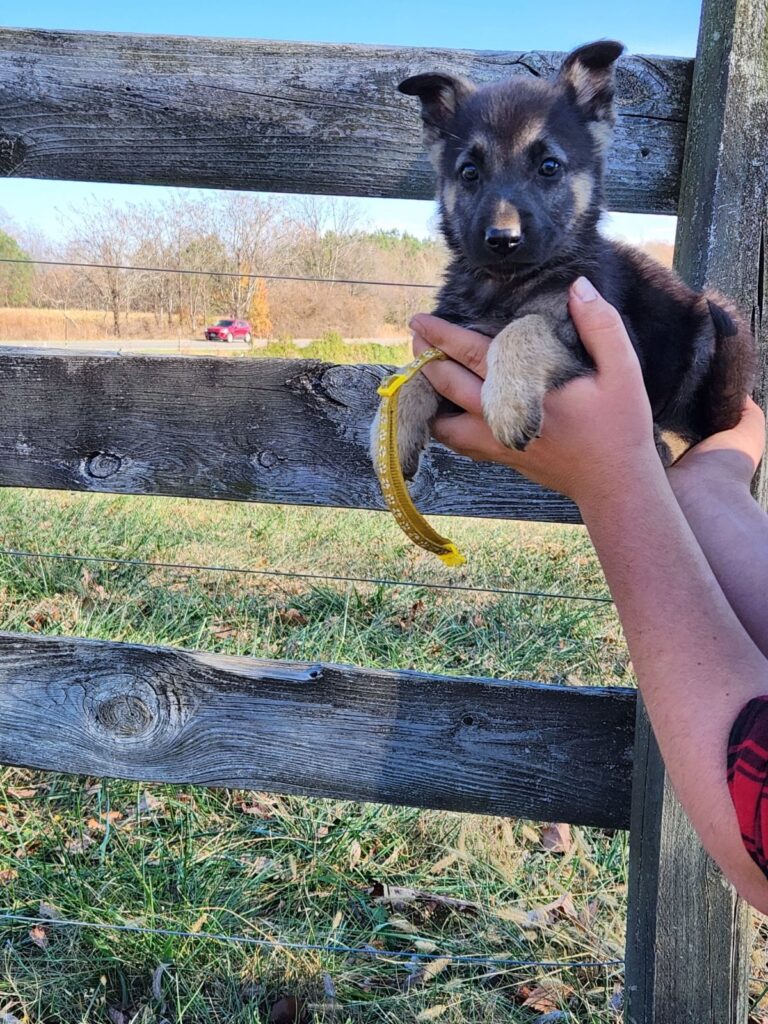 german shepherd puppy