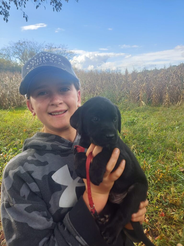 labrador retriever puppy