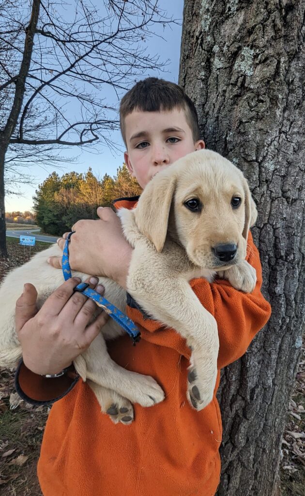 yellow lab puppy