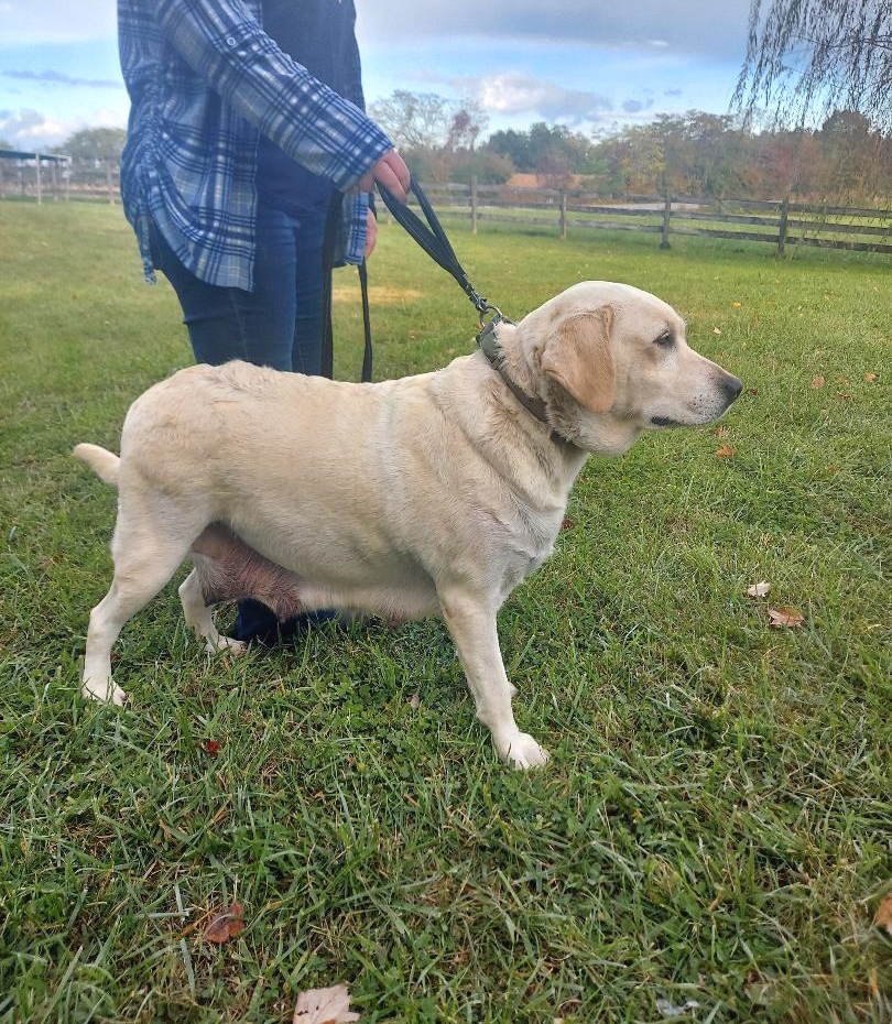 yellow labrador